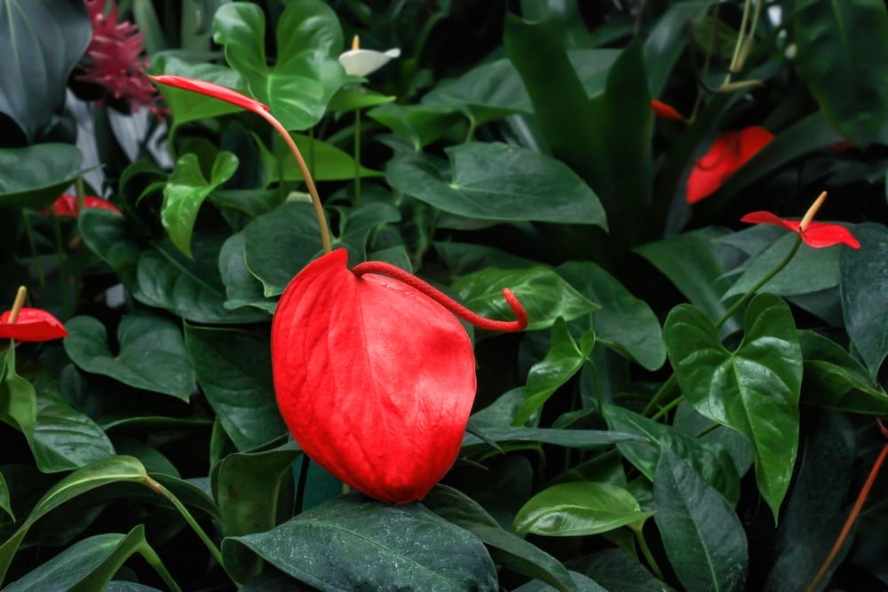 Anthurium scherzerianum med stor rød blomst