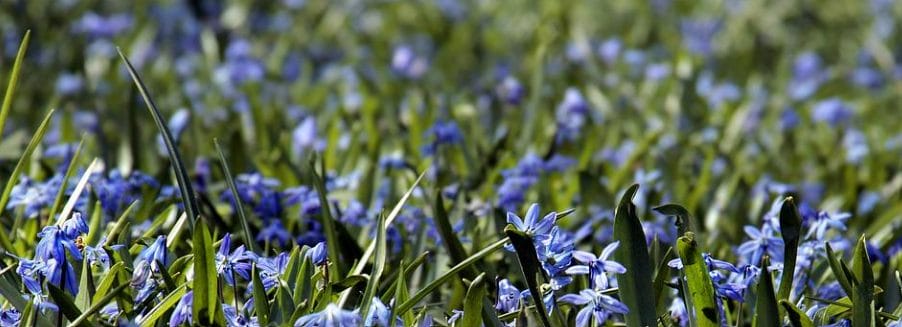 mark med blå blomster