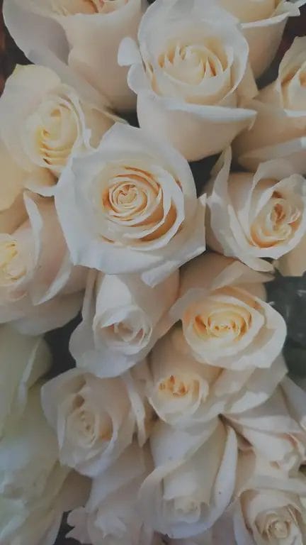 hvide roser