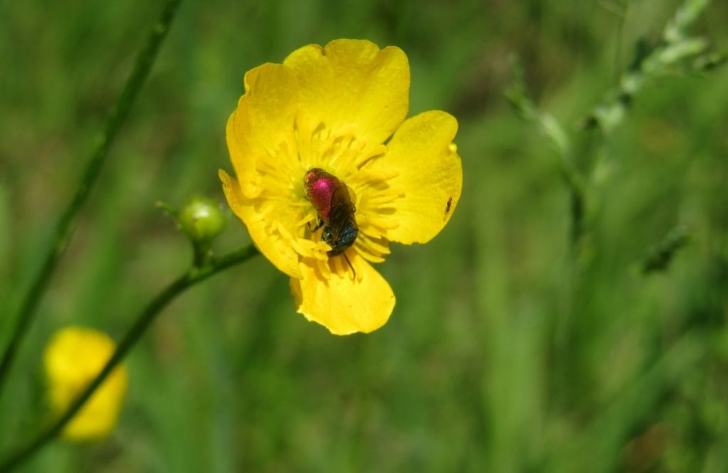 Rød bi inde i smørblomst på engen, nærbillede