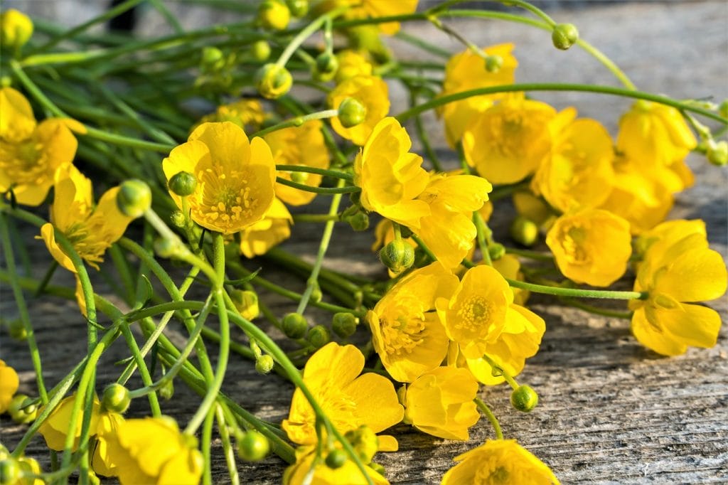 Smørblomster buket