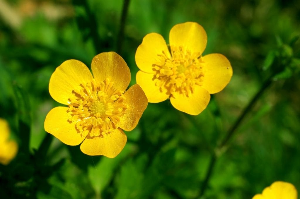 Smørblomster