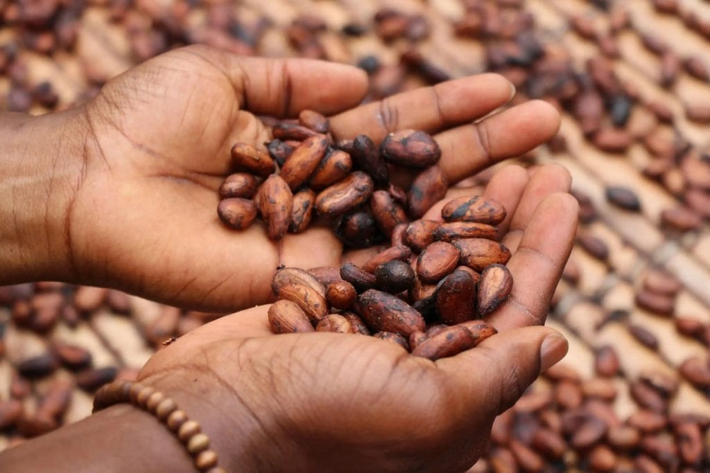 En person holder kakaobønner