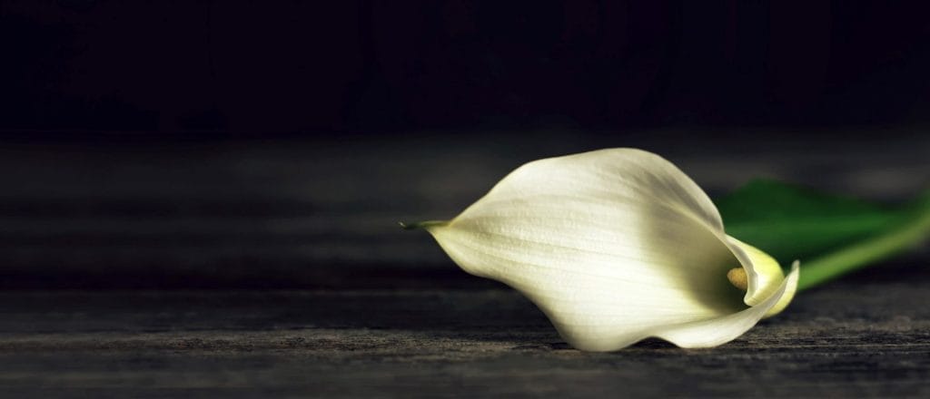 en enkel Calla Lily