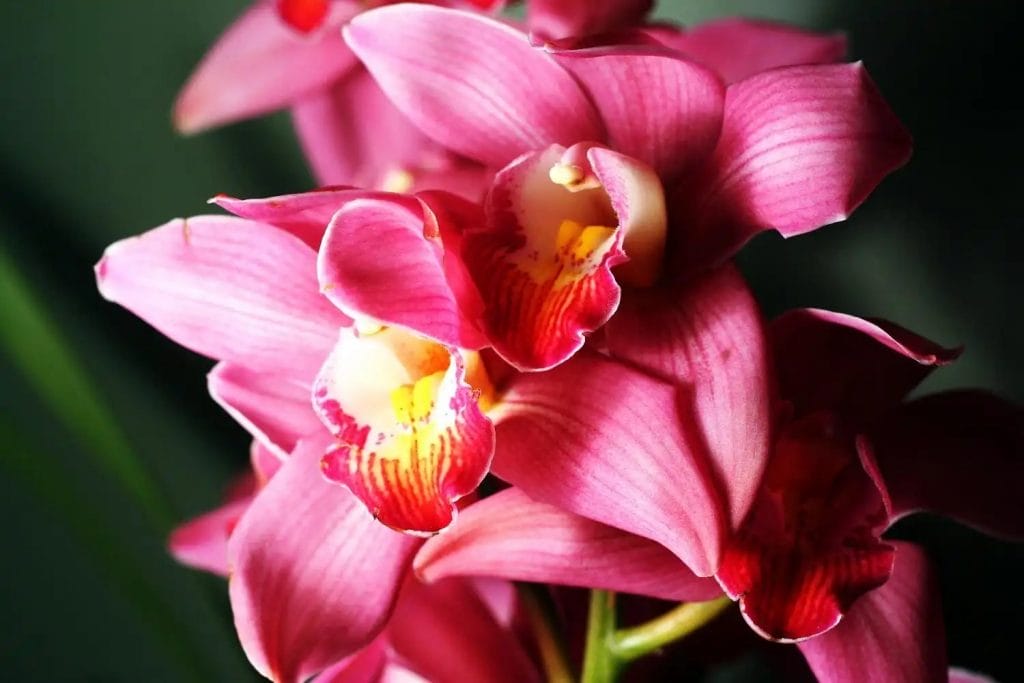 lyserød cymbidium-orkidé