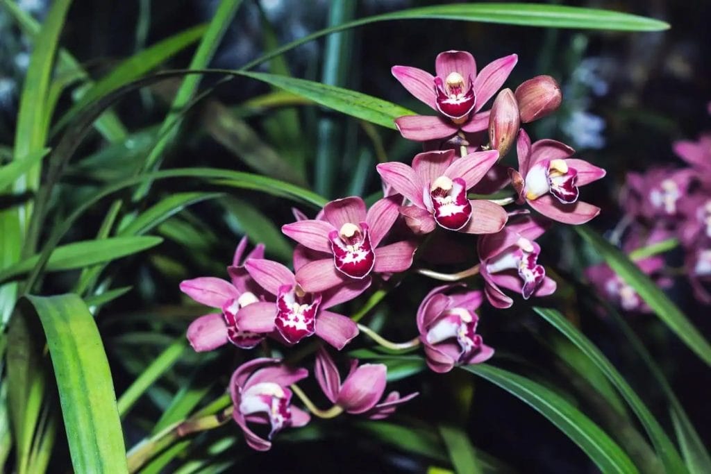 lilla cymbidium-orkidé