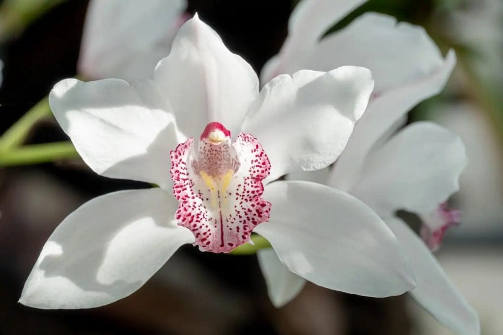 hvid cymbidium-orkidé