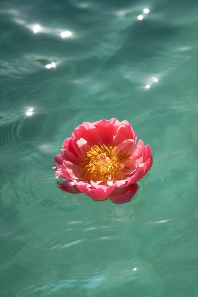 en blomst flyder på vandet