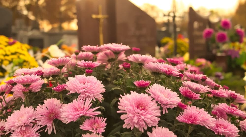 store lyserøde blomster på kirkegård i solstråle