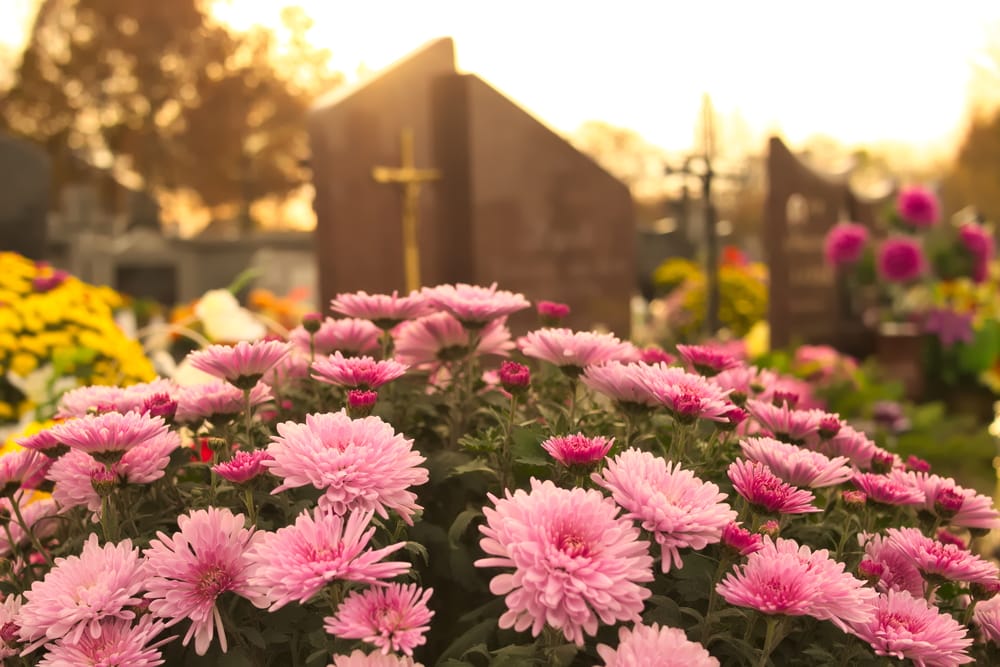 lyserøde blomster på kirkegård