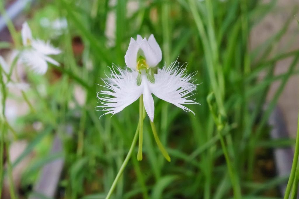 Habenaria radiata-orkidé