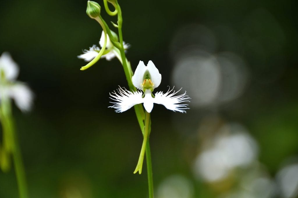 Habenaria radiata-orkidé