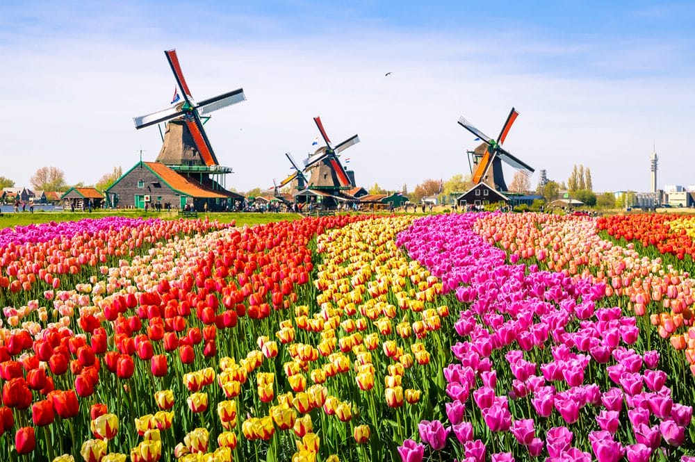 Hollandske tulipaner i mange flotte farver foran møller