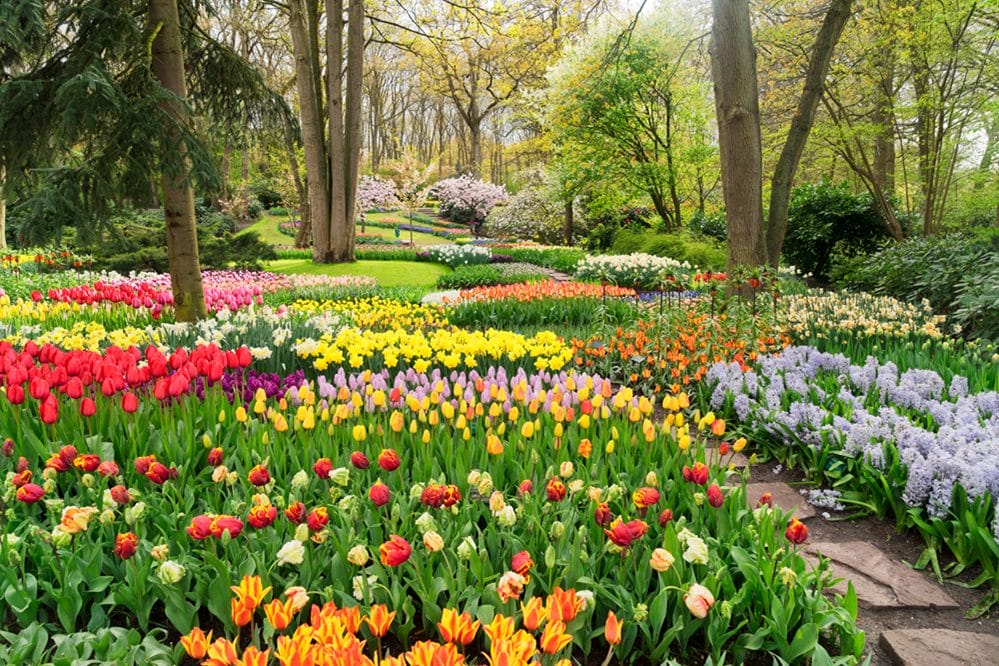 farverige hollandske tulipaner i skov