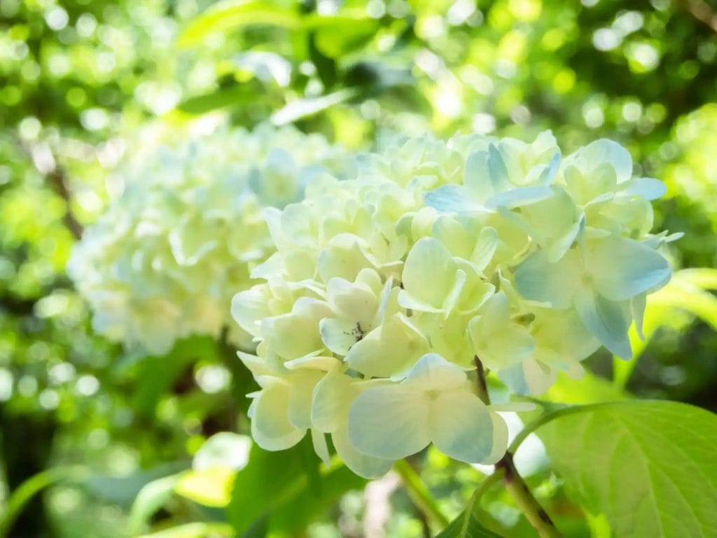 hvide hortensiablomster