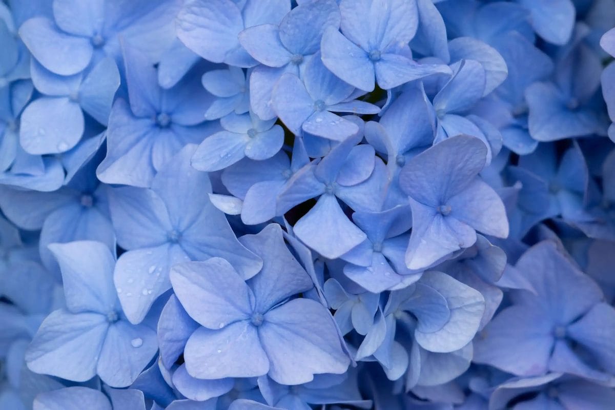 nærbillede af blå hortensiablomster