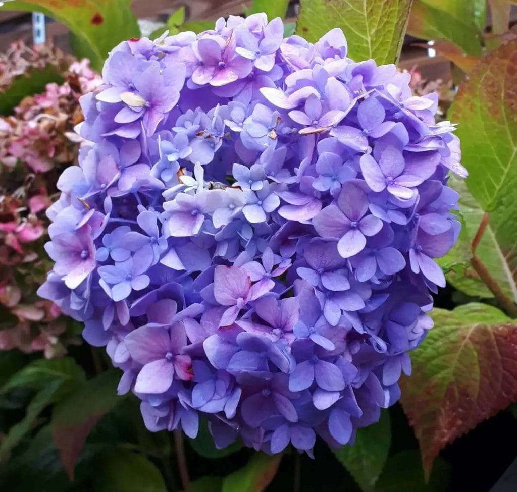 violet hortensiablomst