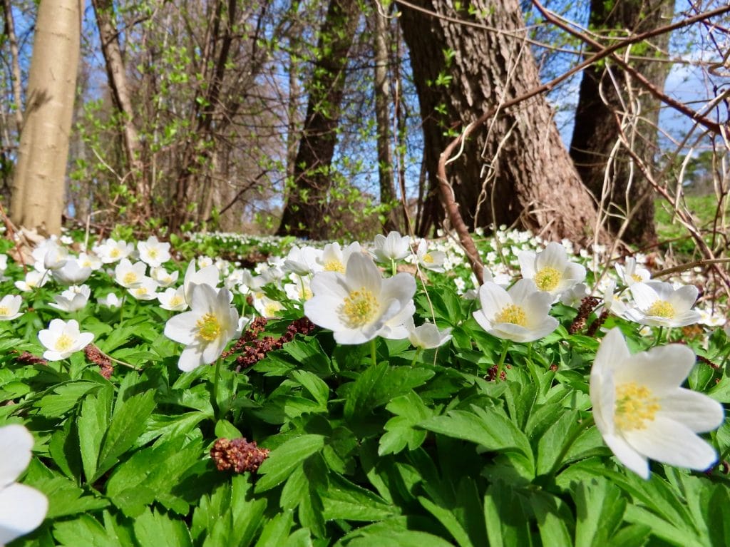 Hvide anemoner i skoven