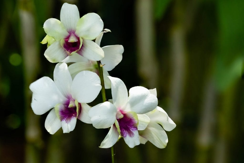Hvide orkidéer