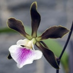 Encyclia-orkidéen