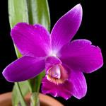 Laelia-orkidé