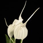 Masdevallia-orkidé