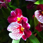 Miltonia-orkidé