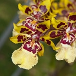 Odonto-orkidé