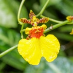 Oncidium-orkidé
