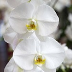 Phalaenopsis-orkidé