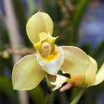 Bifrenaria-orkidé