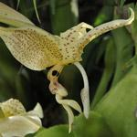 Stanhopea-orkidé