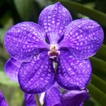 Vanda-orkidé