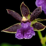 Zygopetalum-orkidé