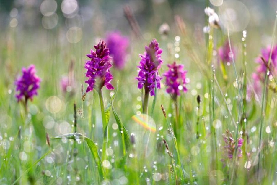 vilde lilla orkidéer med dråber