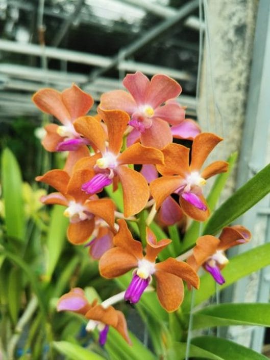 Dendrobium orkide orange