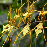 Brassia-orkidé
