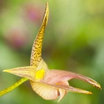 Bulbophyllum-orkidé