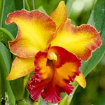 Cattleya-orkidé