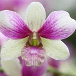 Dendrobium-orkidé