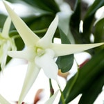 Angraecum orkid
