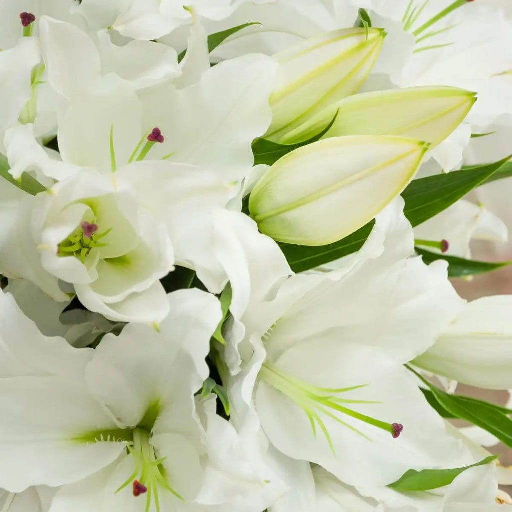 hvid lilje