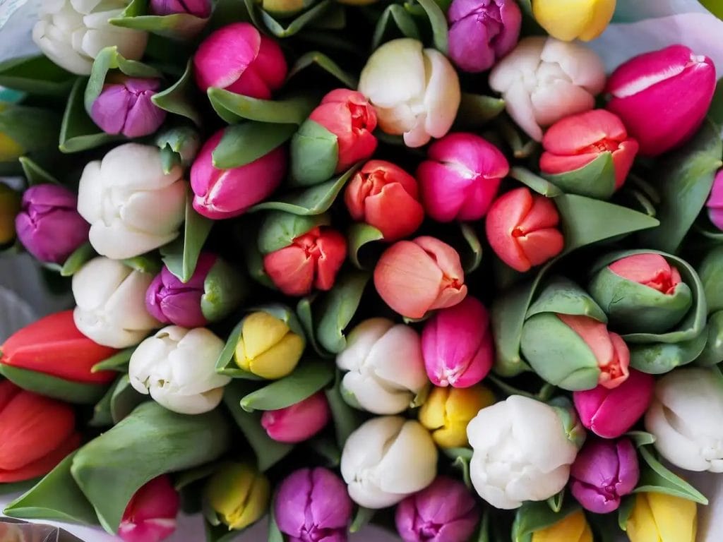 tulipaner i forskellige farver