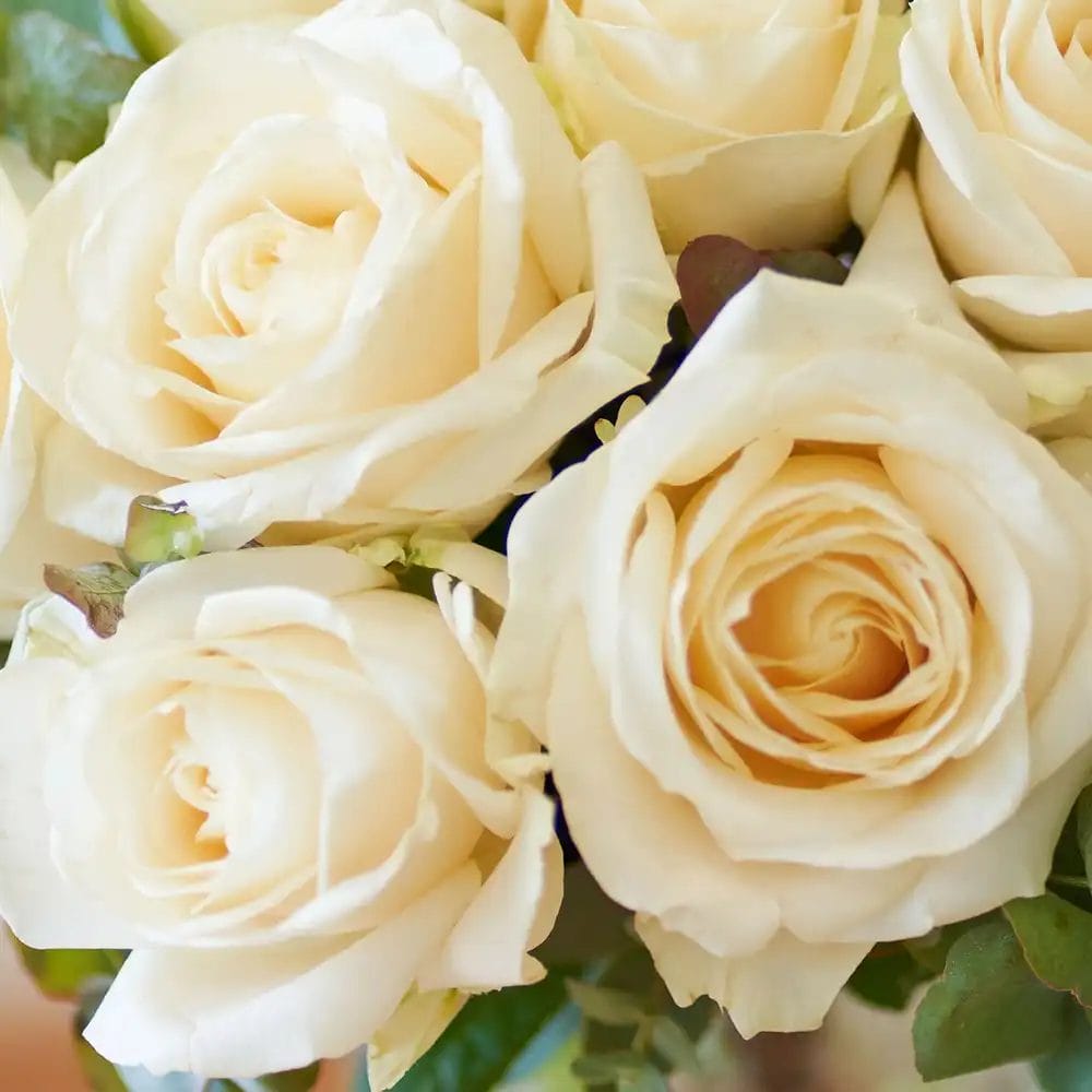 nærbillede af hvide roser