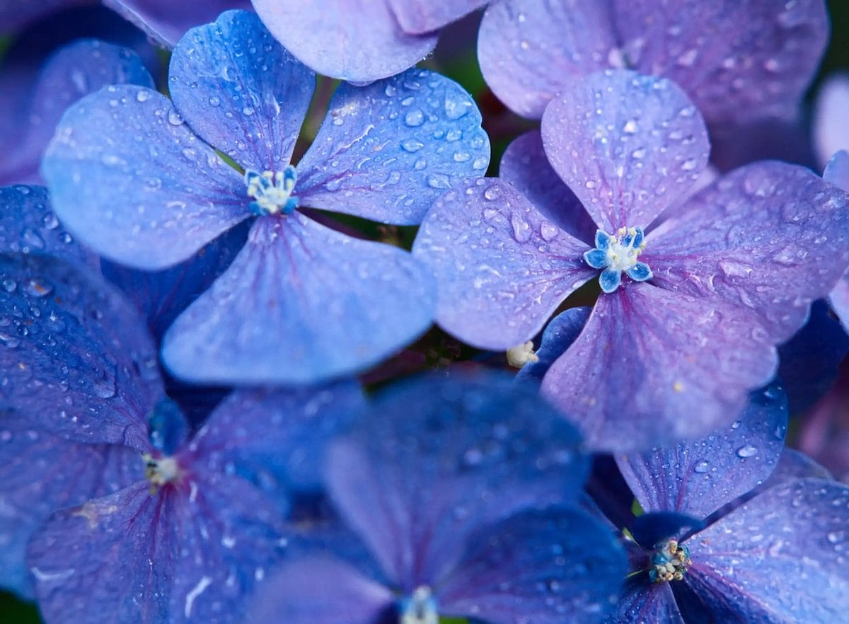 nærbillede af blå blomsterblade