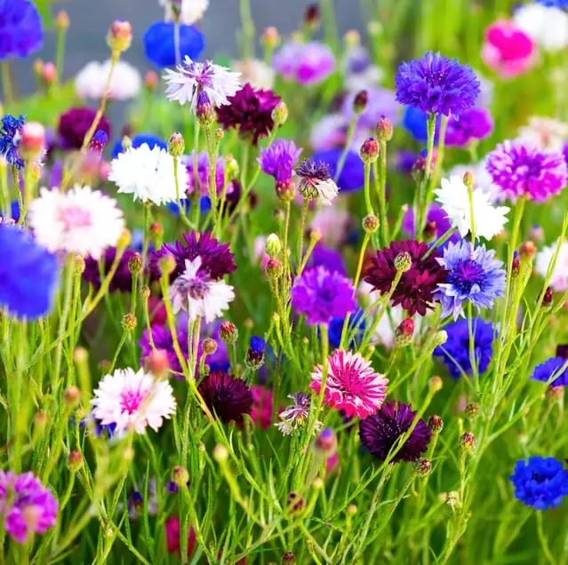 Flotte kornblomster i natur