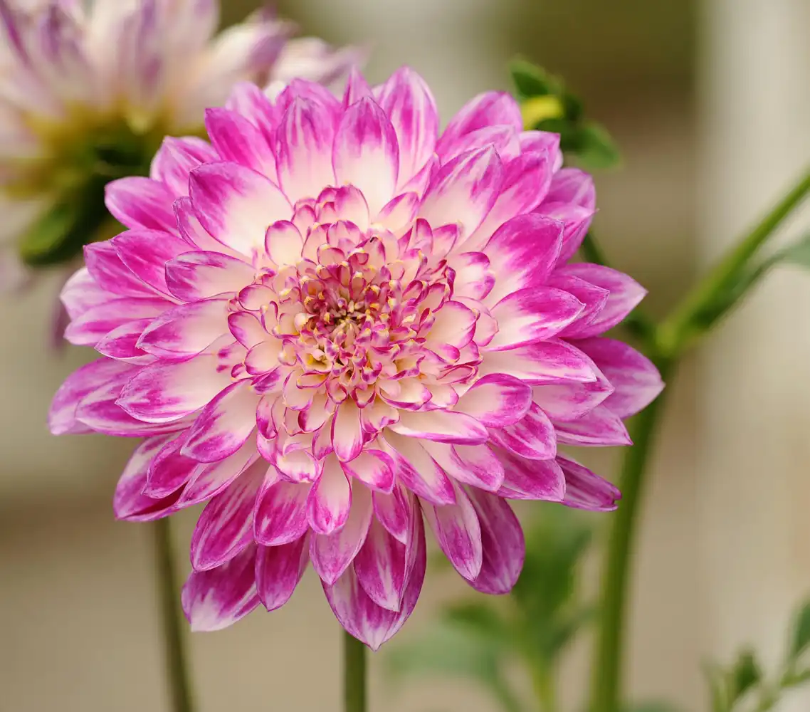 Krysantemum