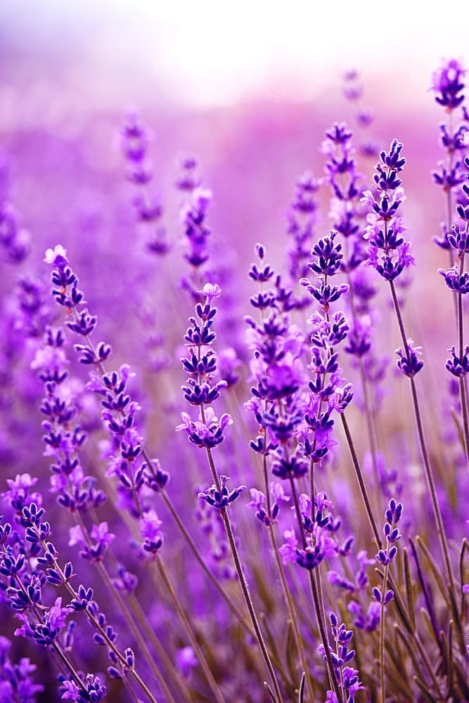 Lavendel i natur