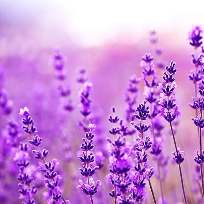 Lavendel i naturen