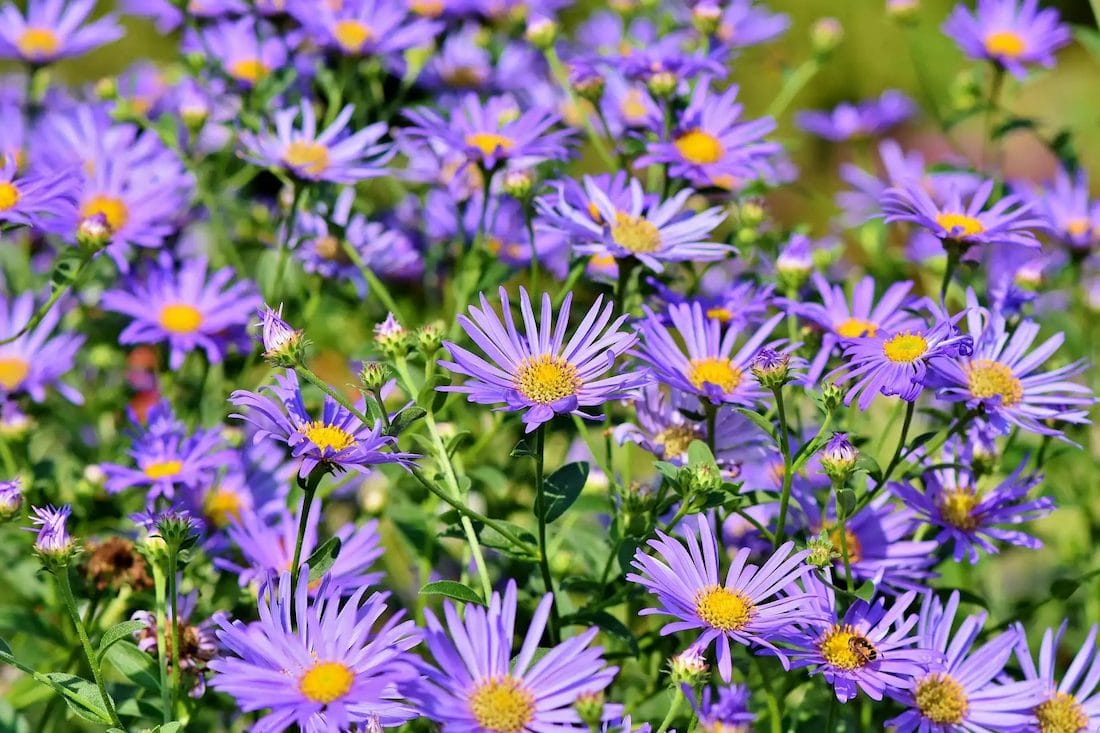 mark med violette blomster